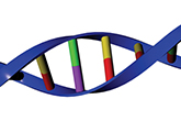 DNA section