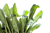 spinach leaves