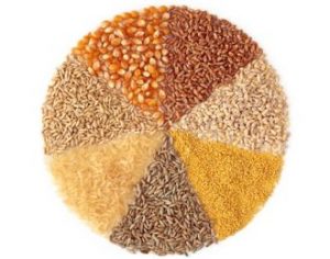 Cereals - maize ,wheat, barley, millet, rye, rice and oats