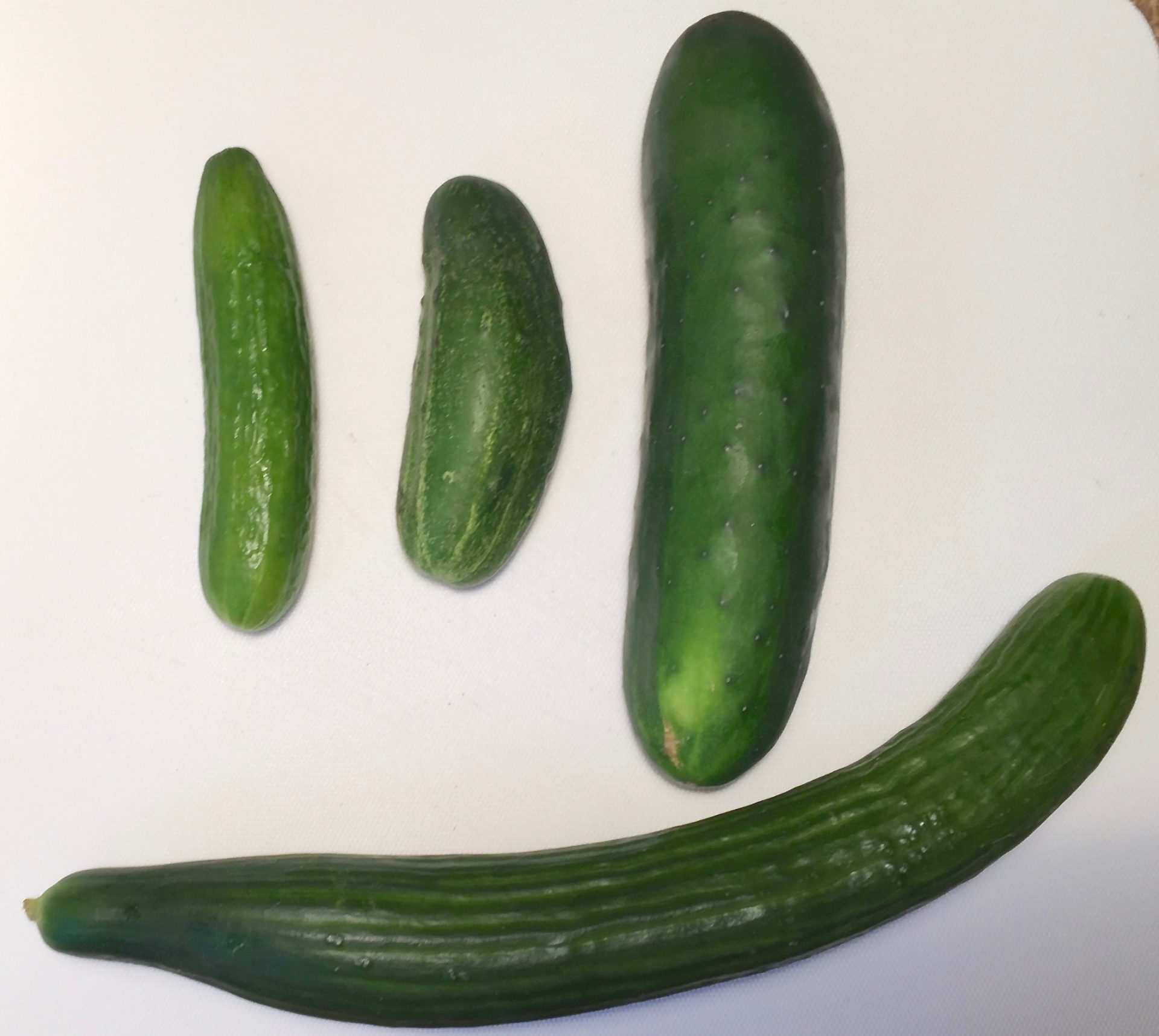 Four kinds of cucumbers