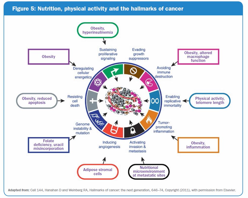 Figure 5: Nutrition, physical activity, and the hallmarks of cancer infographic