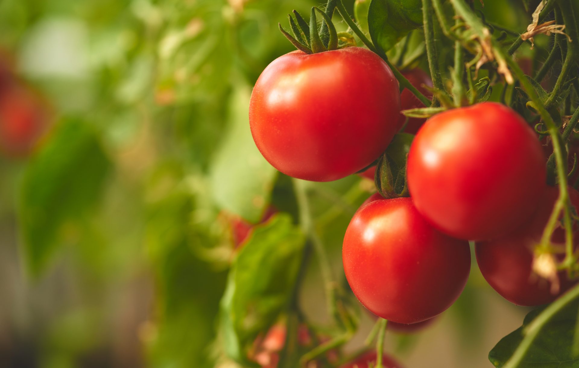The Latest Research on Tomatoes and Cancer Risk American Institute