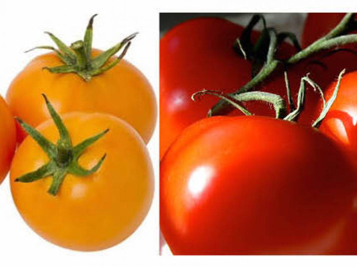 In mouse study, tomatoes lower skin cancer risk. But you need