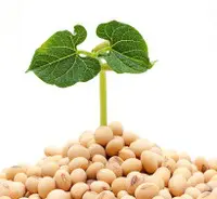 Soy and Cancer: Myths and Misconceptions - American Institute for Cancer  Research %