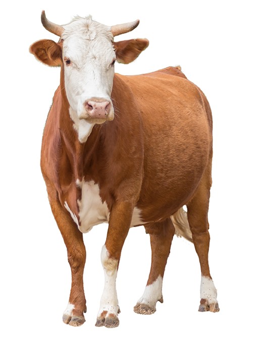 a white and brown cow