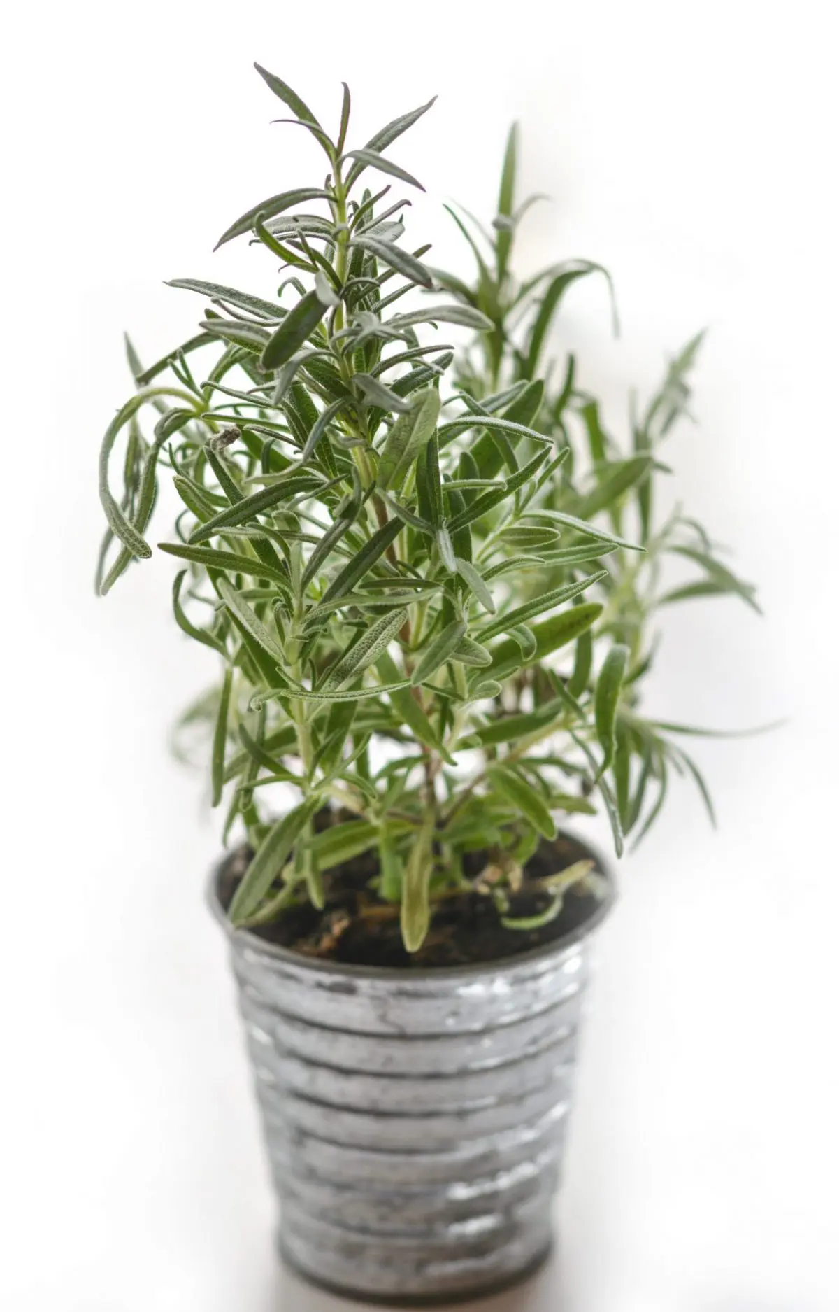 Herbed Farro
